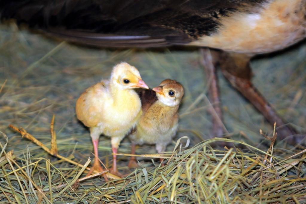 Filhotes De Pavao Que Nasceram Em Ponto De Onibus Vao Para O Bosque Fabio Barreto